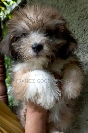 Tibetan Terrier Pure Breed Puppies