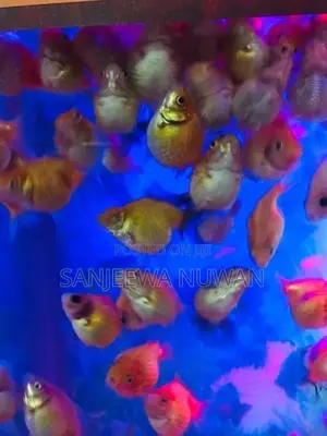 Pearl Scale Fish