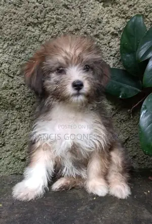 Tibetan Terrier Pure Breed Puppies