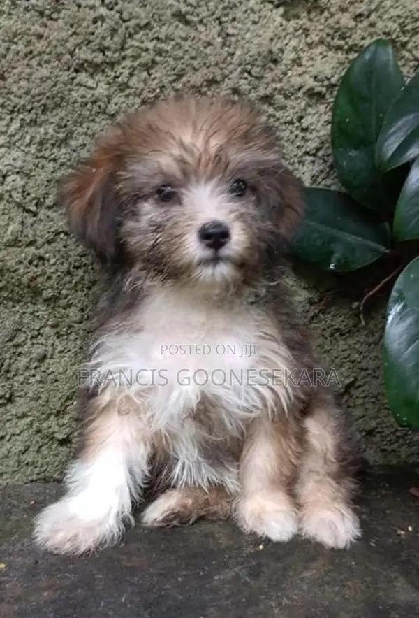 Tibetan Terrier Pure Breed Puppies