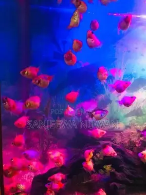 Pearl Scale Fish