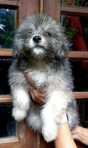 Tibetan Terrier Pure Breed Puppies