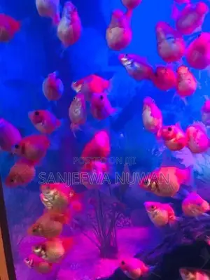 Pearl Scale Fish