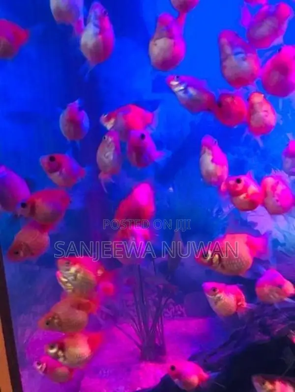 Pearl Scale Fish