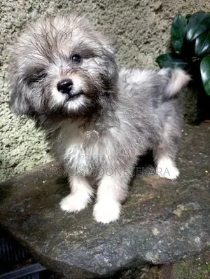 Tibetan Terrier Pure Breed Puppies