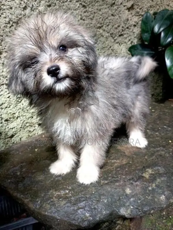Tibetan Terrier Pure Breed Puppies