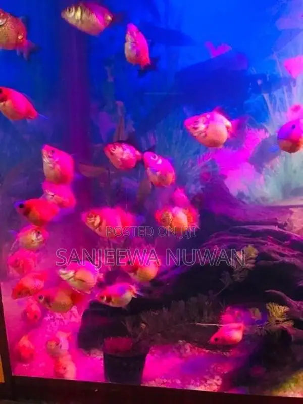Pearl Scale Fish