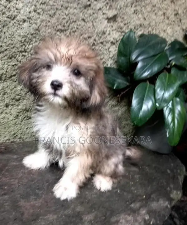 Tibetan Terrier Pure Breed Puppies
