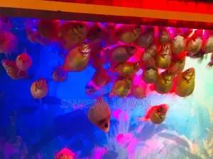 Pearl Scale Fish
