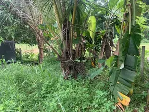 ආටිගල - මීගොඩ පාරට ඇවිදයන දුරින් අගනා බිම් කොටසක්