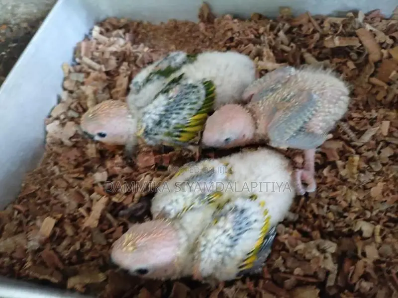 Cockatiel Chicks
