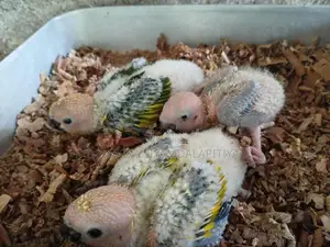 Cockatiel Chicks