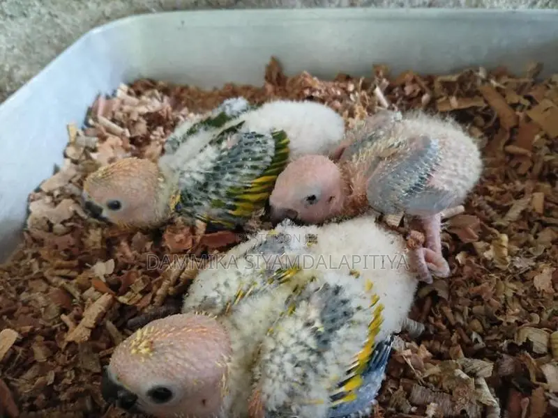 Cockatiel Chicks