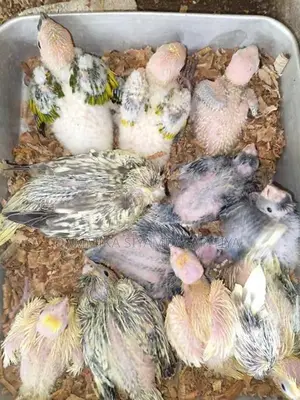 Cockatiel Chicks