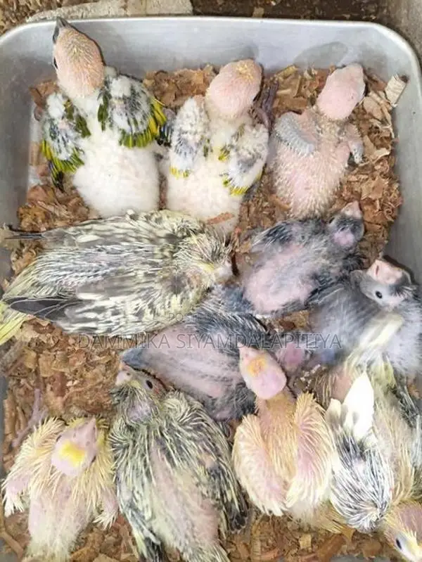 Cockatiel Chicks