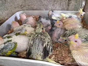 Cockatiel Chicks