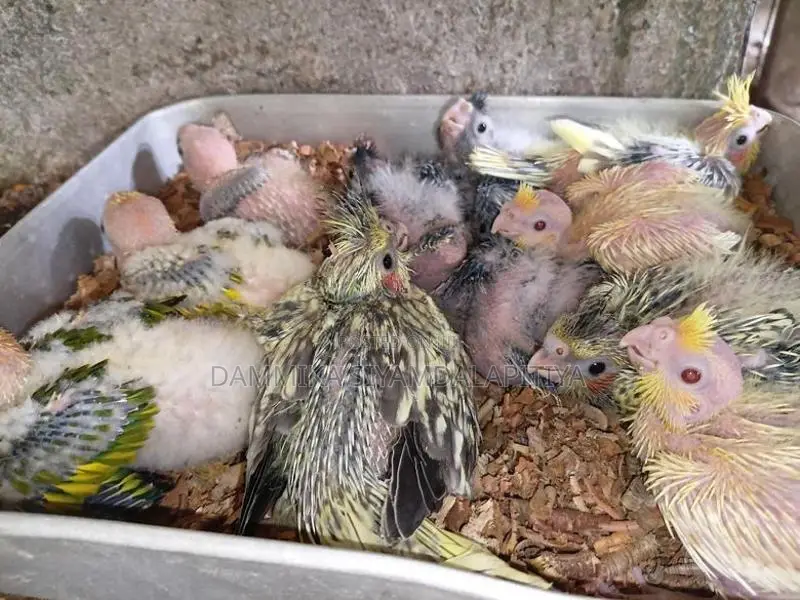 Cockatiel Chicks