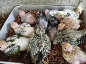 Cockatiel Chicks