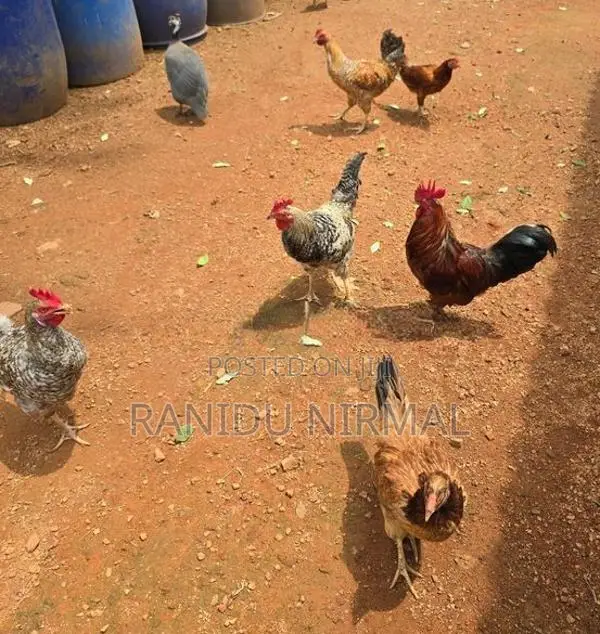 Farm Hens