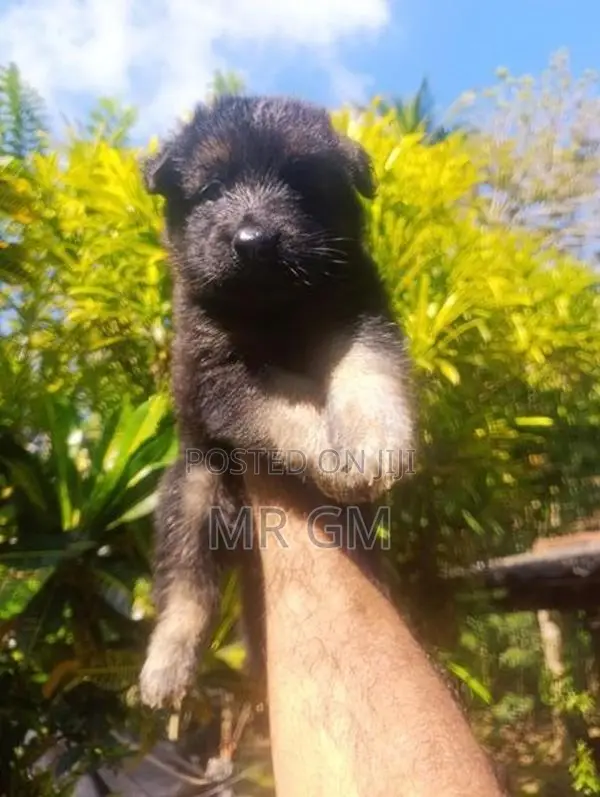 German Shepherd Longcoat Lion