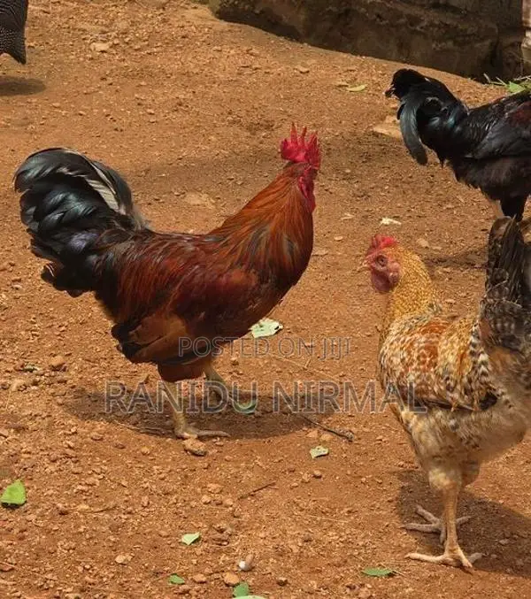 Farm Hens