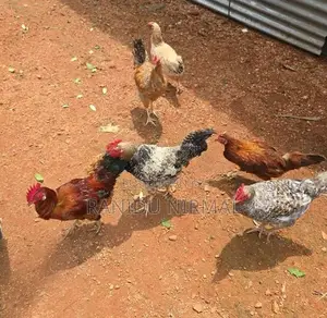 Farm Hens