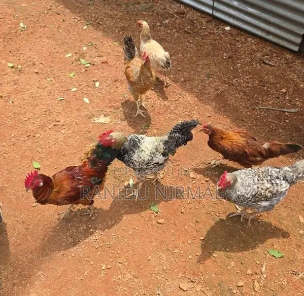 Farm Hens