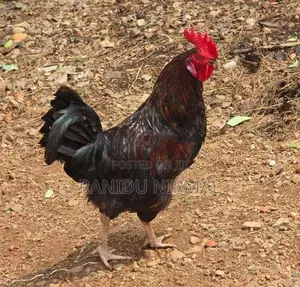 Farm Hens