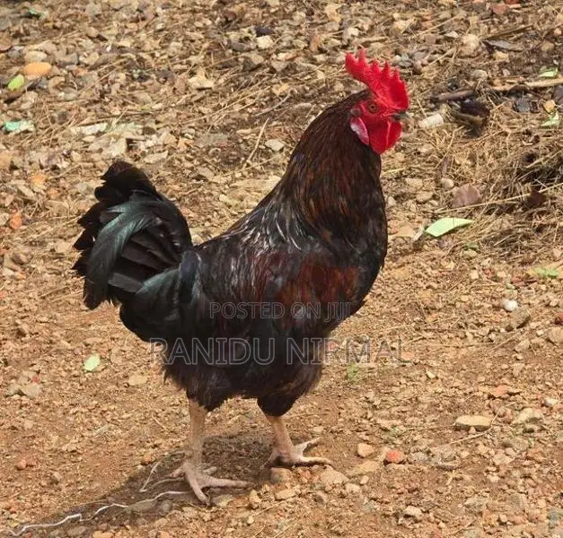 Farm Hens