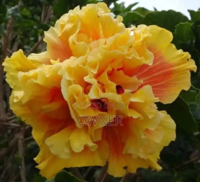 செம்பருத்தி
