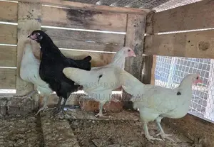 Farm Hens