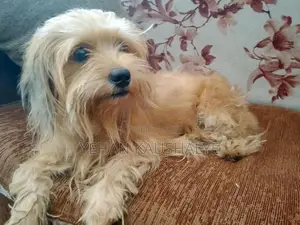 Shih Tzu Dog