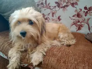 Shih Tzu Dog