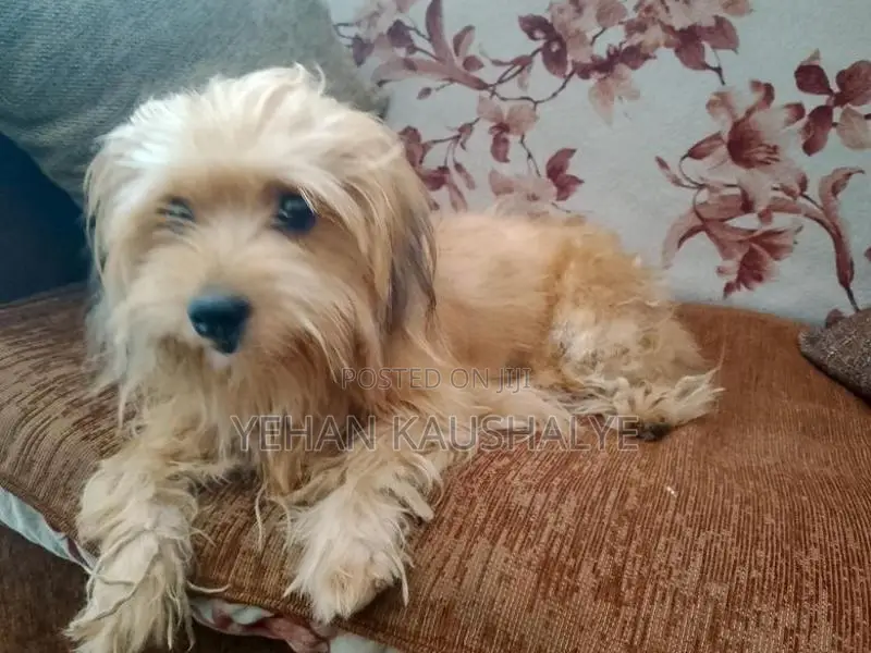 Shih Tzu Dog