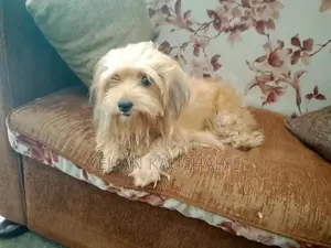 Shih Tzu Dog