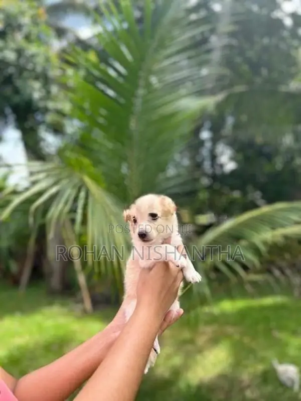 Pomeranian Mix Puppy