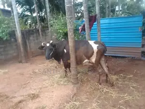 Milk Cow
