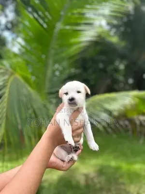 Pomeranian Mix Puppy