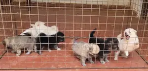 Pomeranian Puppy