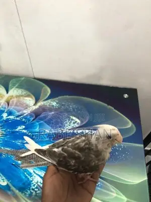Cockatiel Birds