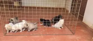 Pomeranian Puppy