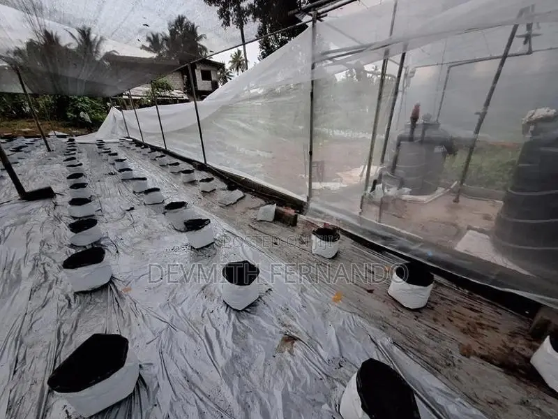 240p Agricultural Land with 10,000 Sqft Net Houses – Minuwangoda