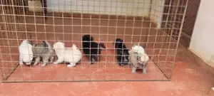 Pomeranian Puppy