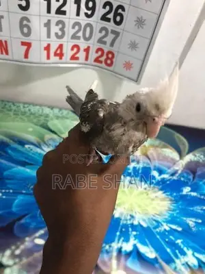 Cockatiel Birds