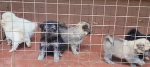 Pomeranian Puppy