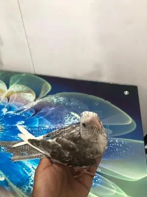 Cockatiel Birds