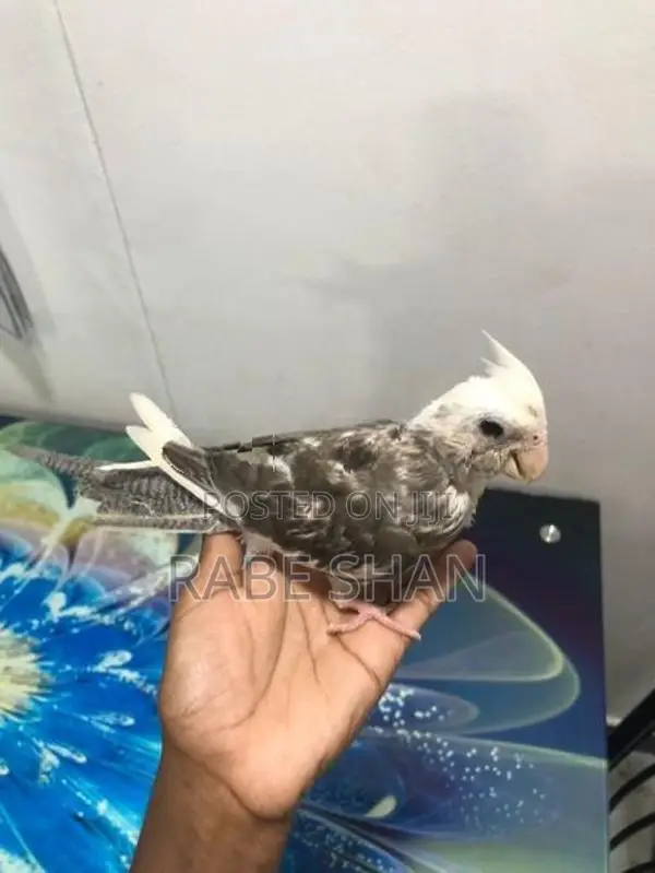 Cockatiel Birds
