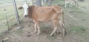 நாகு மாடு