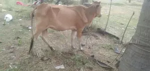 நாகு மாடு