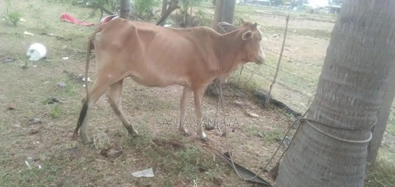 நாகு மாடு